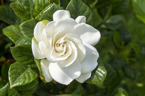 gardenias meaning.